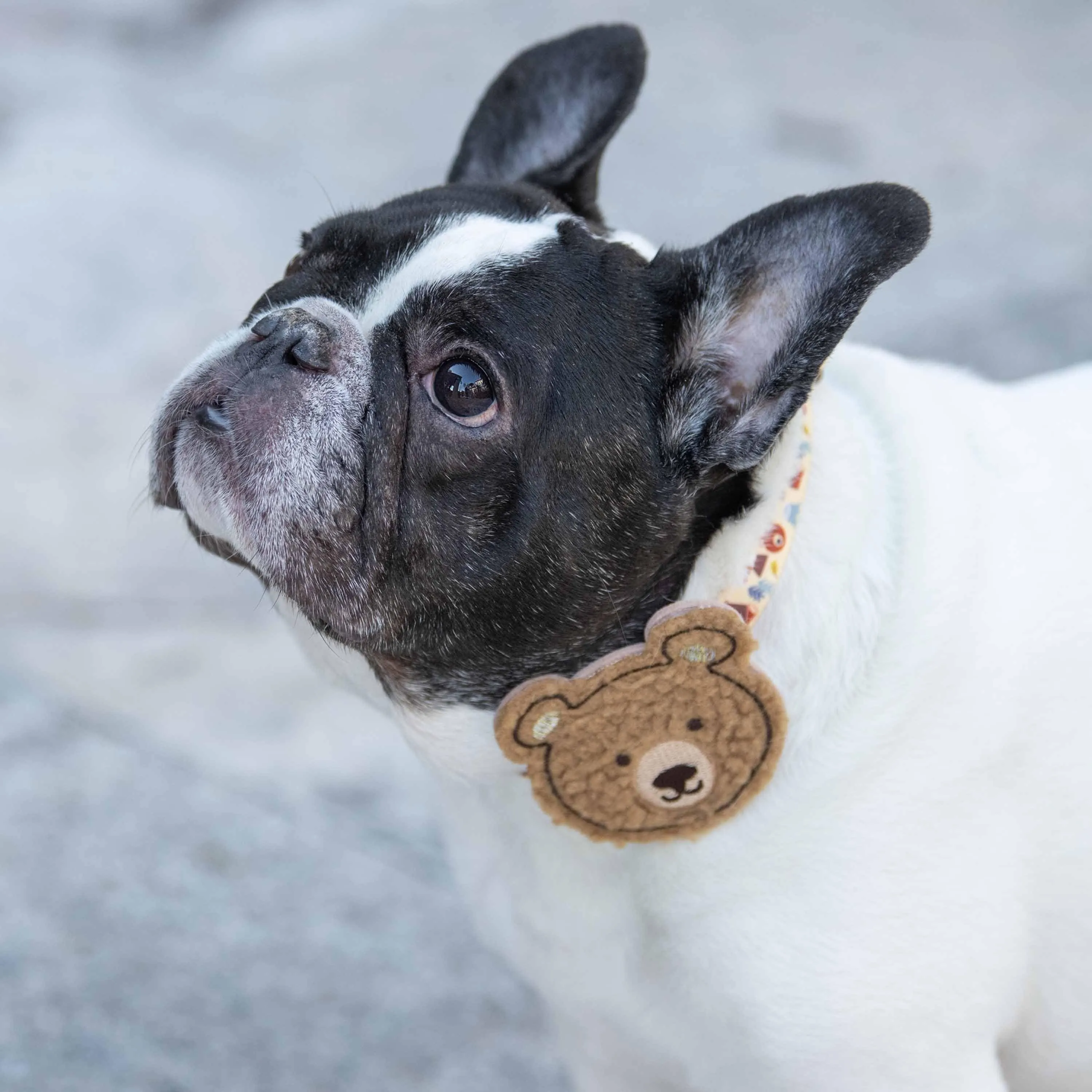 Forest Fun Dog Collar